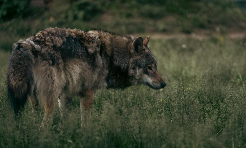 Độc lập và cô&nbsp;đơn
